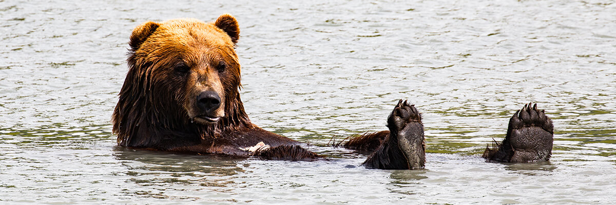 Brown bear relaxing in water with feet up.
